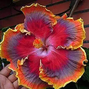 Hibiskus-Samen BSptyy 20 Stück Rot Orange Lila Hibiskus Samen