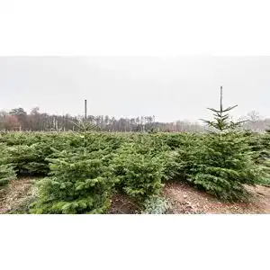 Tanne im Topf Pflanzhits 5st. Nordmanntannen 15-30cm im Topf
