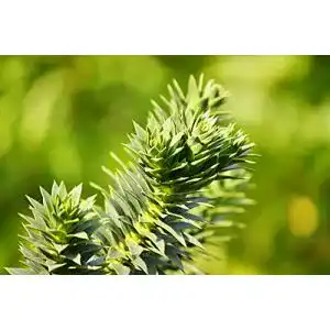 Araukarien PflanzenFuchs Araucaria araucana – Chilenische Araukarie