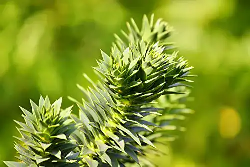 Araukarien PflanzenFuchs Araucaria araucana – Chilenische Araukarie