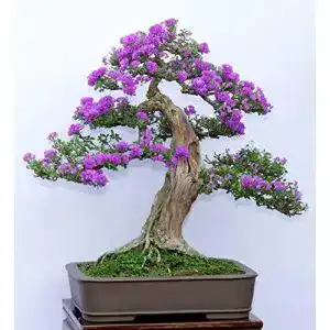 Bonsai-Samen SVI 15 Samen Syringa vulgaris Bonsai