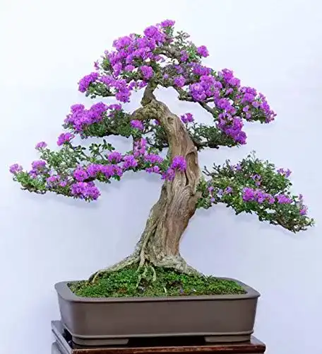 Bonsai-Samen SVI 15 Samen Syringa vulgaris Bonsai