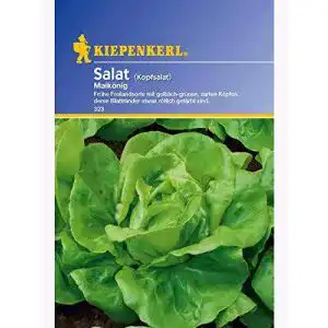 Kopfsalat-Samen Kiepenkerl Salat Kopfsalat Maikönig