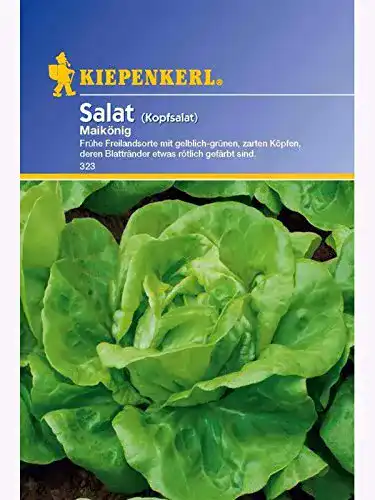 Salat-Samen Kiepenkerl Salat Kopfsalat Maikönig