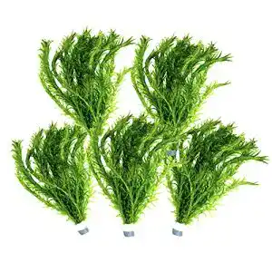 Wasserpest WaterPlants 5 Bund Teich Pflanze, Elodea Densa