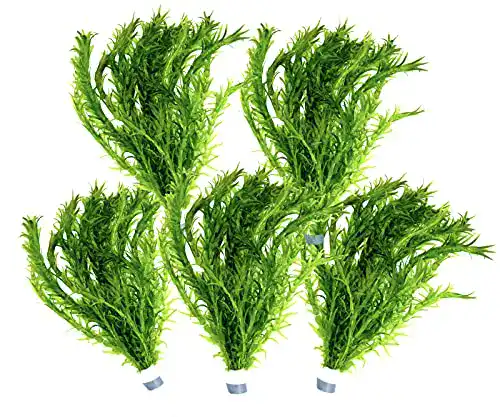 Wasserpest WaterPlants 5 Bund Teich Pflanze, Elodea Densa