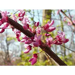 Judasbaum Green Future Pflanzenhandel Kanadischer Cercis canadensis