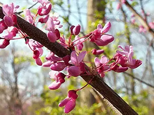 Die beste Judasbaum Green Future Pflanzenhandel Kanadischer Cercis canadensis 2026 Test Bestseller Judasbaum Green Future Pflanzenhandel Kanadischer Cercis canadensis