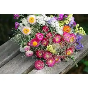 Strohblumen-Samen exoticsamen Samenraritäten aus aller Welt