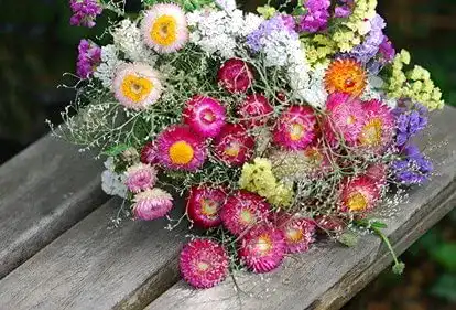 Strohblumen-Samen exoticsamen Samenraritäten aus aller Welt
