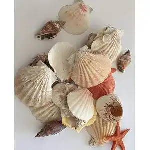 Dekomuscheln hibuy Muscheln gemischt, Muschelsortiment zum Dekorieren
