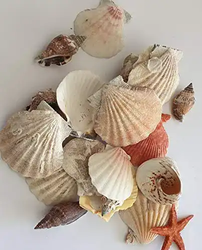 Dekomuscheln hibuy Muscheln gemischt, Muschelsortiment zum Dekorieren