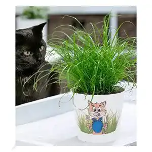 Katzengras-Pflanze BALDUR Garten Katzengras, 1 Pflanze