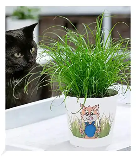 Katzengras-Pflanze BALDUR Garten Katzengras, 1 Pflanze