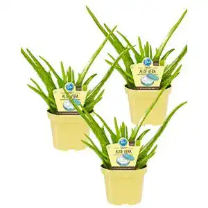 Aloe-vera-Pflanze unsere-gaertnerei-mueller Bio Aloe Vera Sweet