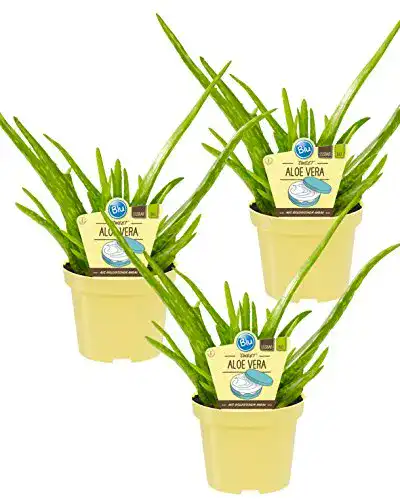 Aloe-vera-Pflanze unsere-gaertnerei-mueller Bio Aloe Vera Sweet
