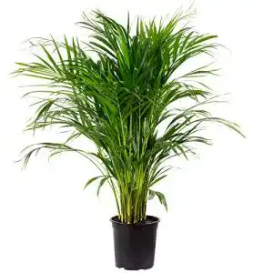Palme Blumen Senf Goldfrucht, Areca Dypsis Lutescens