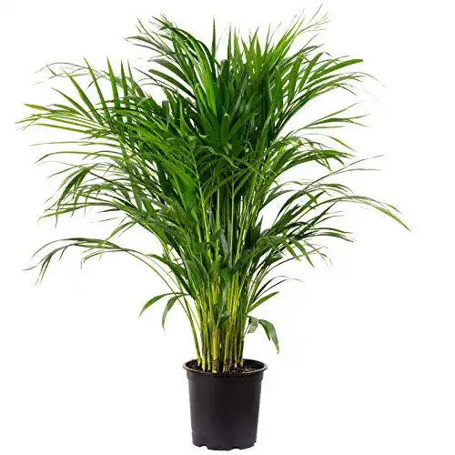 Palme Blumen Senf Goldfrucht, Areca Dypsis Lutescens