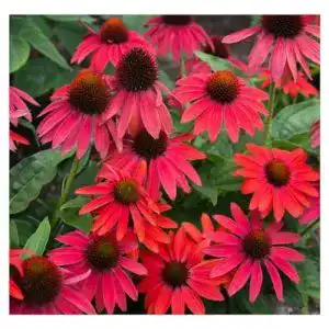 Echinacea-Pflanze Stauden Gänge 3 x ,Lakota Red’
