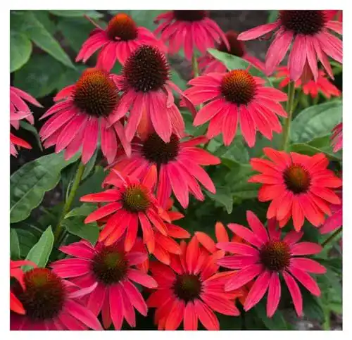 Echinacea-Pflanze Stauden Gänge 3 x ,Lakota Red’