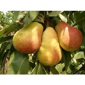 Birnenbaum gimolost Säulenbirne Pepi, Säulen-Birne Pepi
