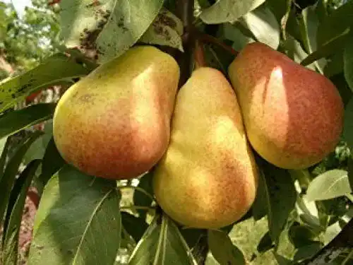 Die beste Birnenbaum gimolost Säulenbirne Pepi, Säulen-Birne Pepi 2026 Test Bestseller Birnenbaum gimolost Säulenbirne Pepi, Säulen-Birne Pepi