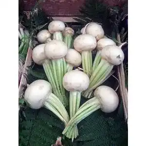 Rübensamen Magic Garden Seeds Mairüben ‘Platte Witte Mei’