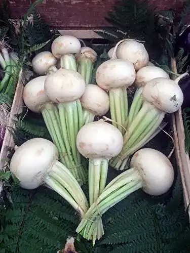 Rübensamen Magic Garden Seeds Mairüben ‘Platte Witte Mei’