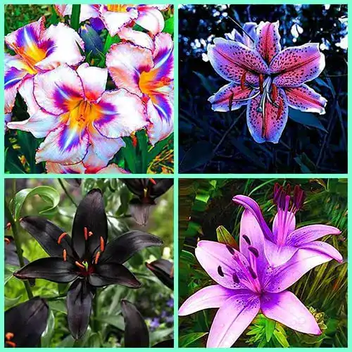 Lilien-Zwiebeln Alasines Mixed Baumlilien Lilium winterhart