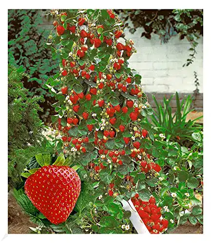 Kletterpflanze BALDUR Garten Kletter-Erdbeere ‘Hummi®’, 3 Pfl.