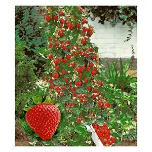 Klettererdbeere BALDUR Garten Kletter-Erdbeere ‘Hummi®’, 3 Pfl.