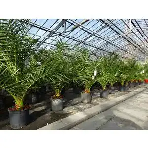 Palme gruenwaren jakubik 90-120 cm, Phoenix canariensis