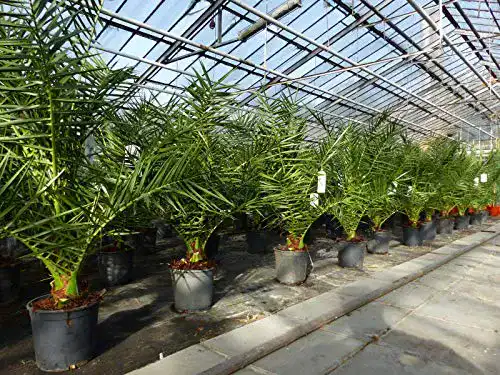 Palme gruenwaren jakubik 90-120 cm, Phoenix canariensis