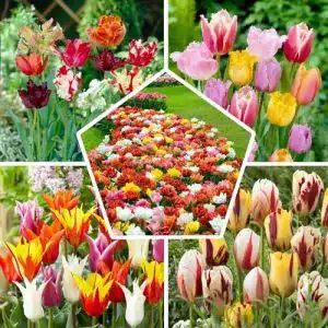 Tulpenzwiebeln DUTCH BULBS EXCLUSIVE PLANTS FROM