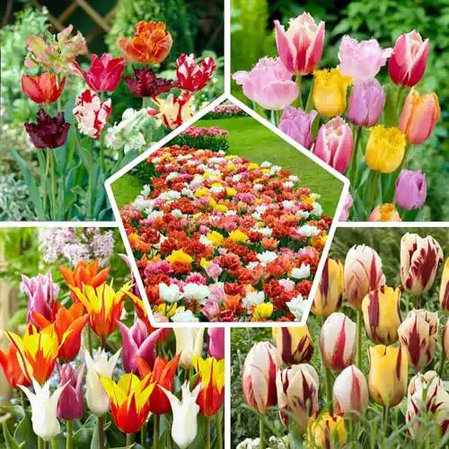 Tulpenzwiebeln DUTCH BULBS EXCLUSIVE PLANTS FROM