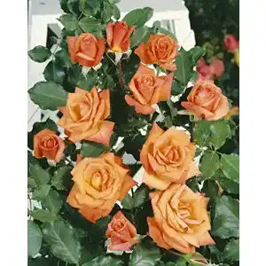 Kletterrose Kühr Baum- u. Rosenschulen Liane im 7 Liter Rosentopf
