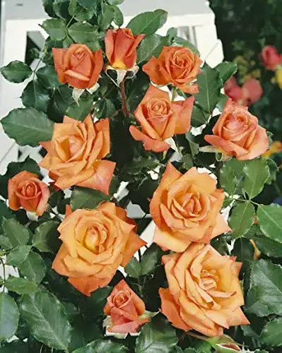Kletterrose Kühr Baum- u. Rosenschulen Liane im 7 Liter Rosentopf