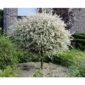 Zierbäume winterhart pille baumschulen Salix Hakuro Nishiki