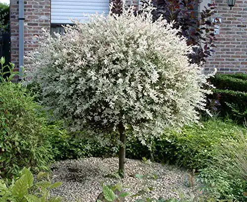 Zierbäume winterhart pille baumschulen Salix Hakuro Nishiki