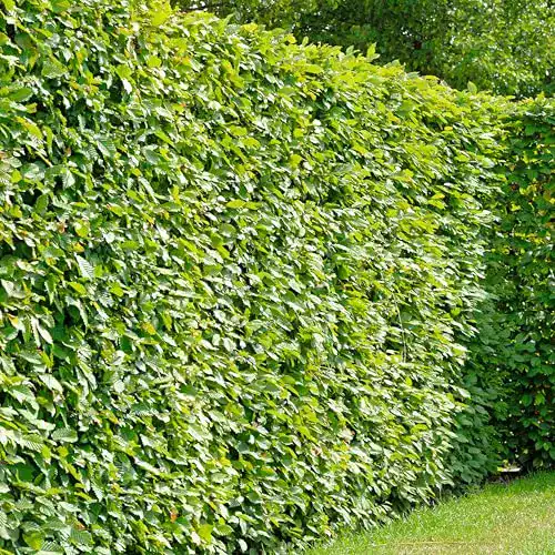 Die beste Heckenpflanzen Garten Schlüter Hainbuche/Weißbuche 2026 Test Bestseller Heckenpflanzen Garten Schlüter Hainbuche/Weißbuche