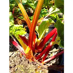 Rhabarber-Pflanze PlantaPro Holsteiner Blut Rhabarber, rot