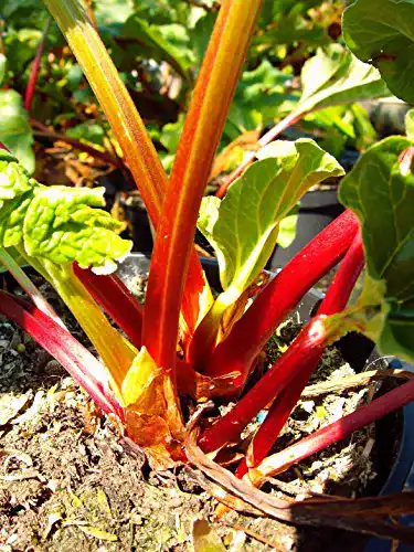 Rhabarber-Pflanze PlantaPro Holsteiner Blut Rhabarber, rot