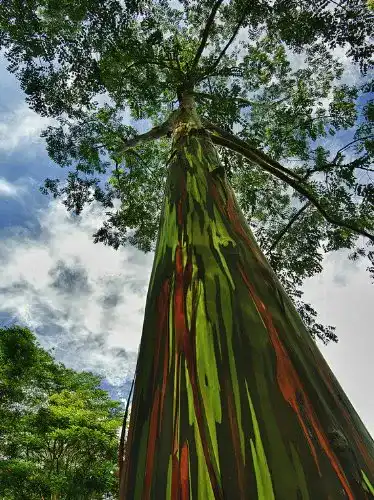 Eukalyptus-Samen SVI Erbstück 5 Samen Regenbogen-Baum