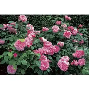 Englische Rosen Rosen Union Englische Rose ‘Mary Rose’
