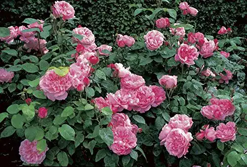 Englische Rosen Rosen Union Englische Rose ‘Mary Rose’