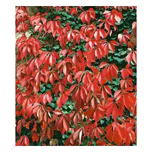 Kletterpflanze BALDUR Garten Wilder Wein ‘Quinquefolia’, 1 Pfl.