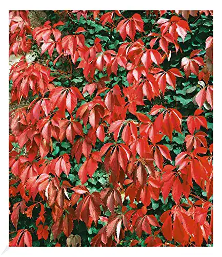 Kletterpflanze BALDUR Garten Wilder Wein ‘Quinquefolia’, 1 Pfl.
