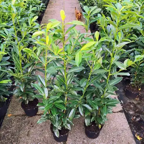 Kirschlorbeer Gartencenter Bartels Genolia ® 100-120 cm