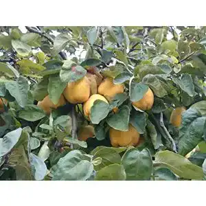 Quitten-Baum PlantaPro Portugiesische Birnenquitte, winterhart