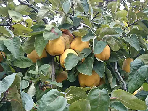 Quitten-Baum PlantaPro Portugiesische Birnenquitte, winterhart
